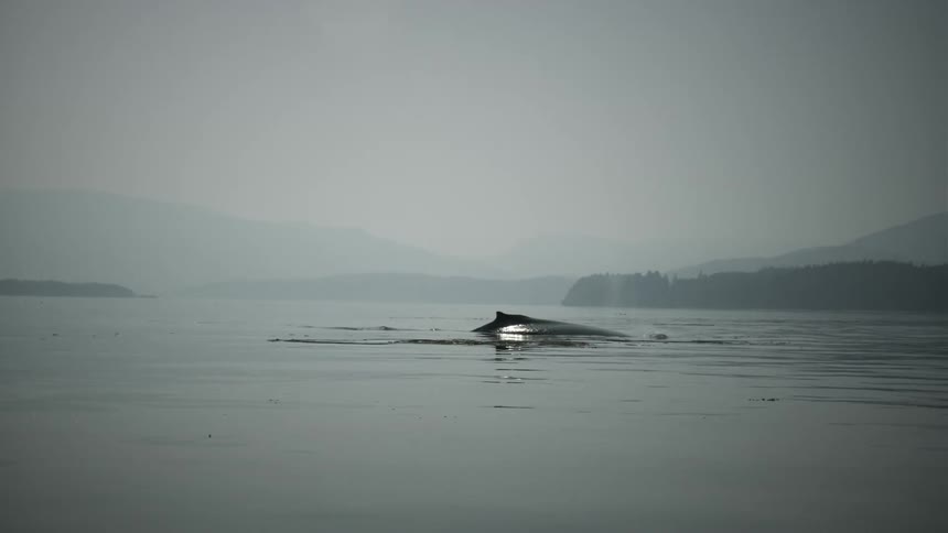 Humpback body surfacing and then submerging again