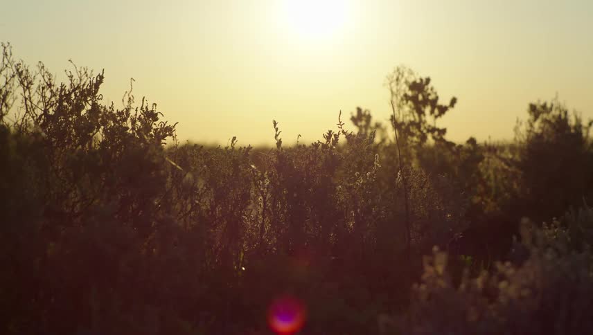 Sun shines over the wild vegetation in the shrublands