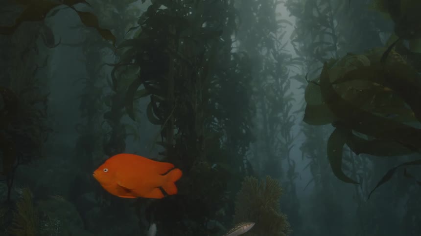 Fish swimming in a kelp forest