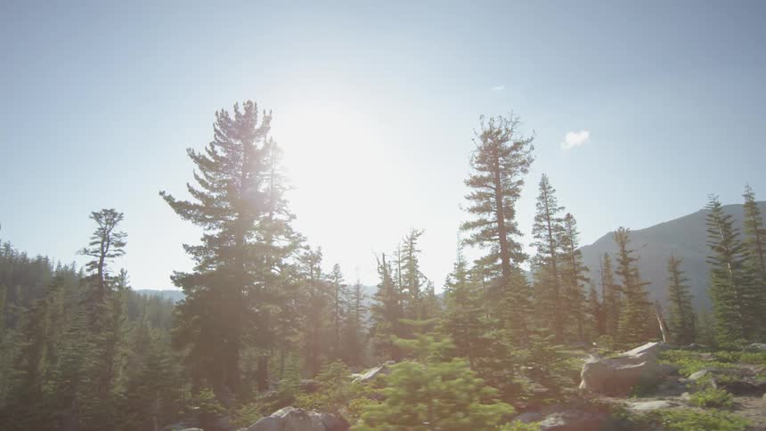 A hilly area has many trees