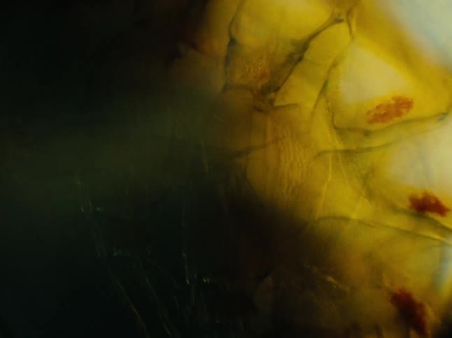 A glowing yellow organic lifeform pulsates in the darkness