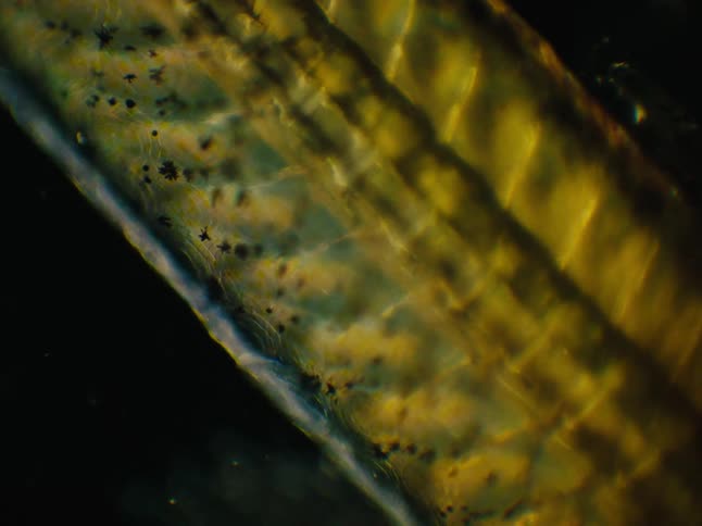 Microscopic view of a circulatory system inside a translucent organism