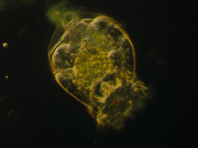 Close up of brachionus plicatilis