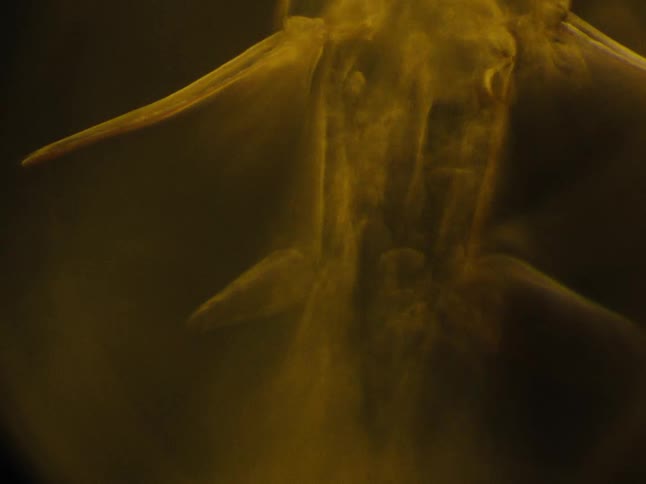 Aquatic animal with paired spikes moves in murky water