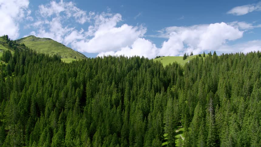 Path winds through conifer forest toward house on one of the nearby mountains