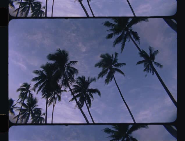 The wind is blowing the palm trees