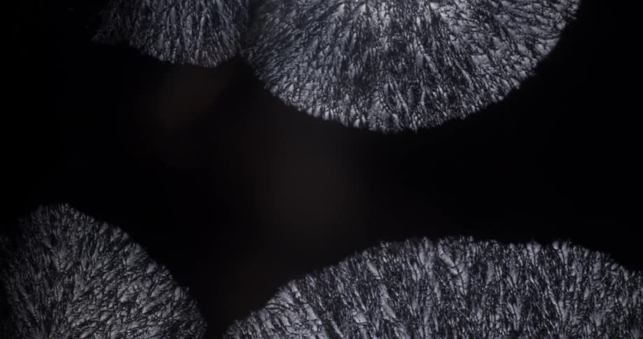 Microscope view of growing liquid crystals on black background