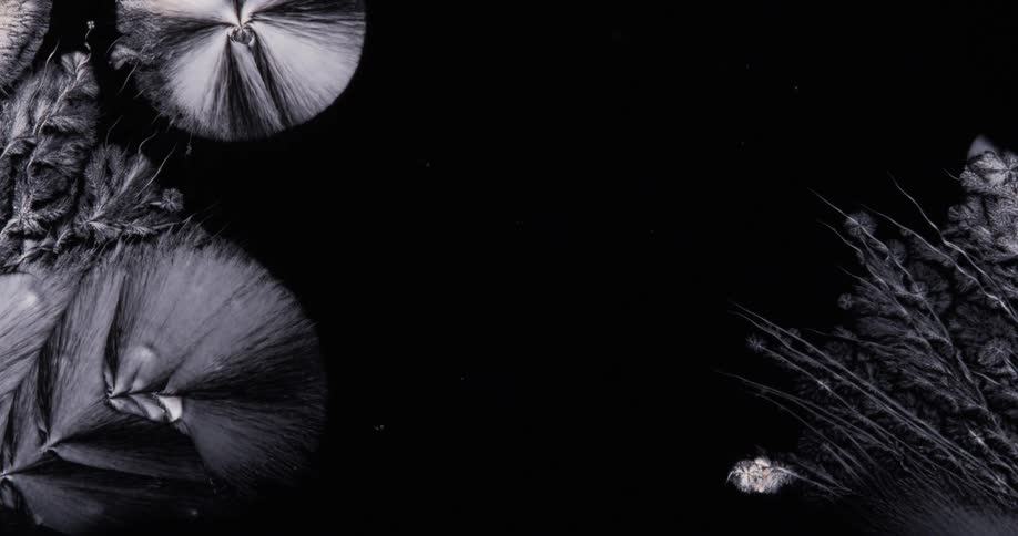 Growing crystals of menthol under the microscope