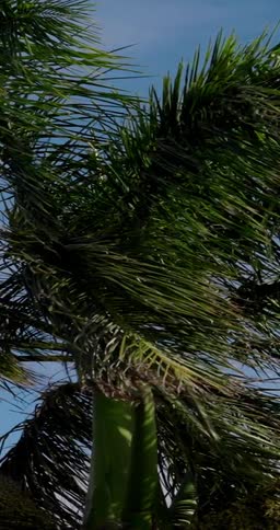 Palm tree waves in the wind