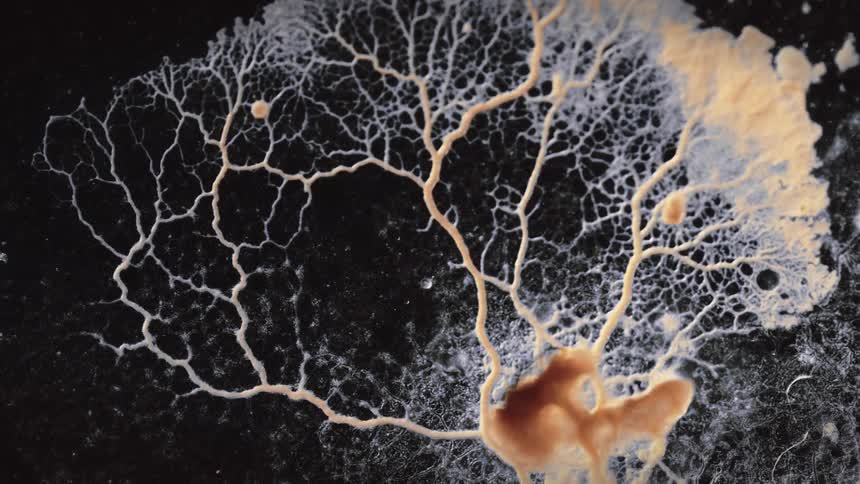 A beautiful natural fungi network spreads and grows