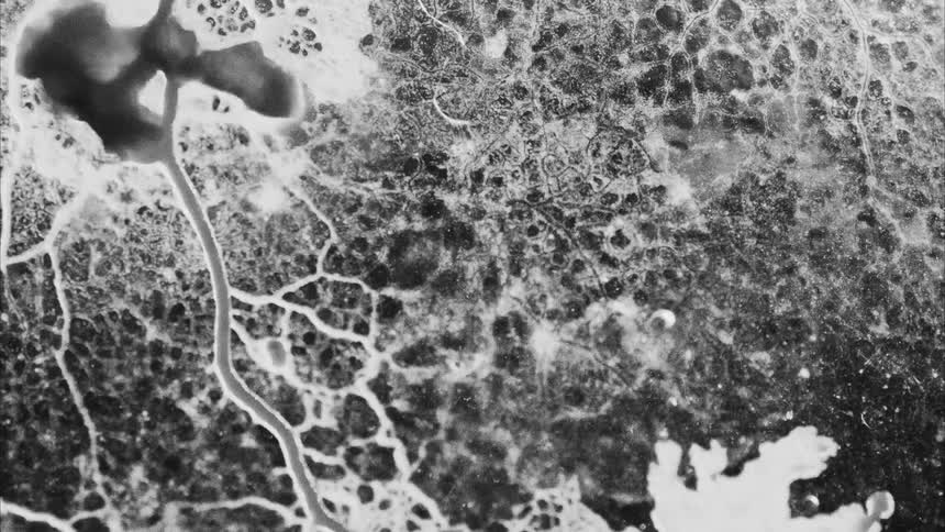 An abstract view of fungus growing quickly
