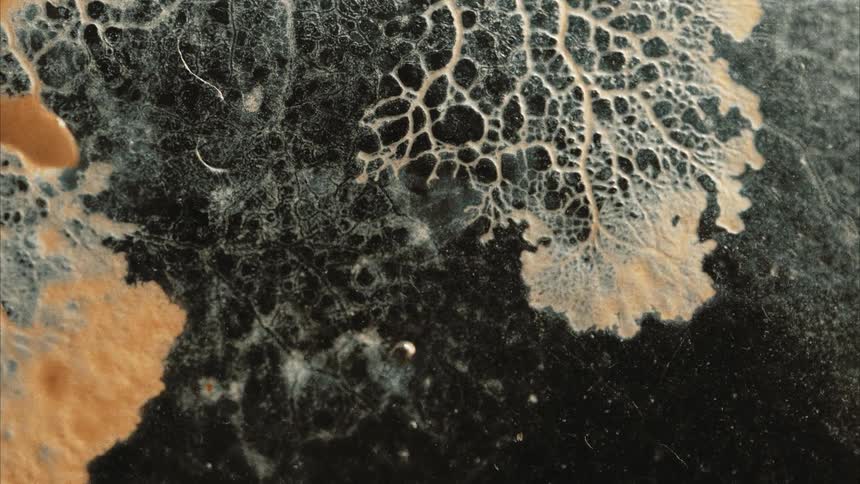 Time lapse of a fungus spreading