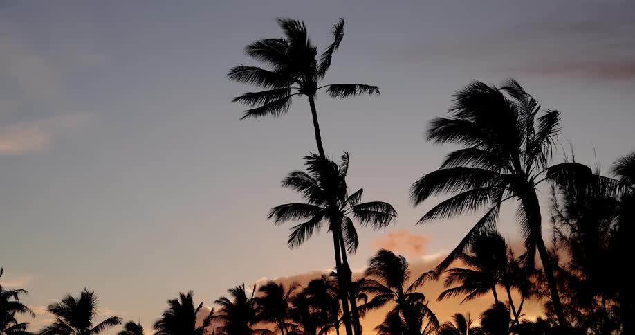 Tropical palm trees landscape at sunrise