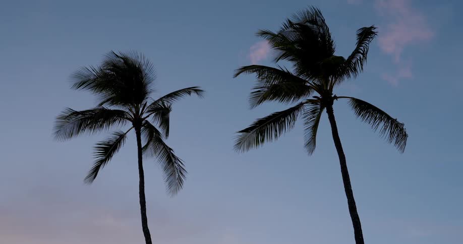 Palm trees move in the breeze as clouds move across the sky