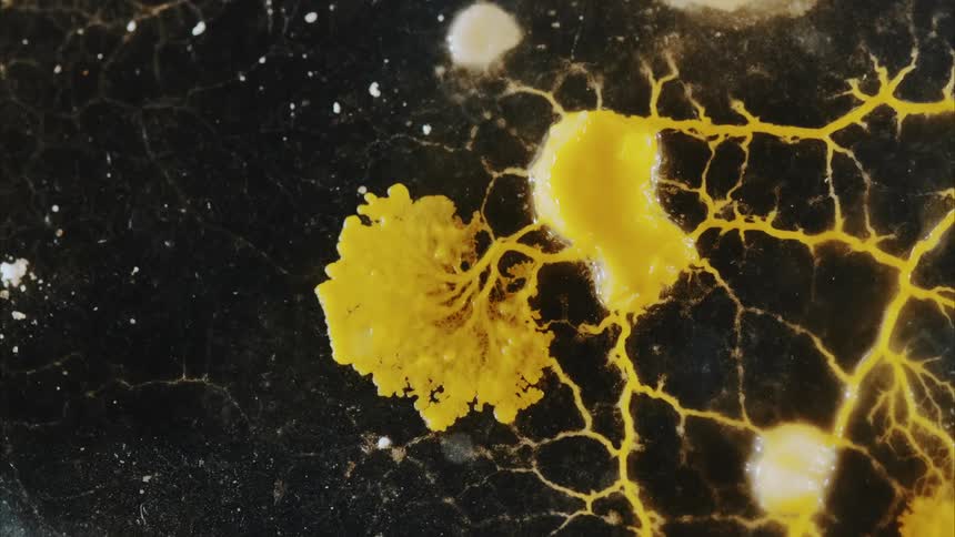 A fungus mycelium network spreads against a black background