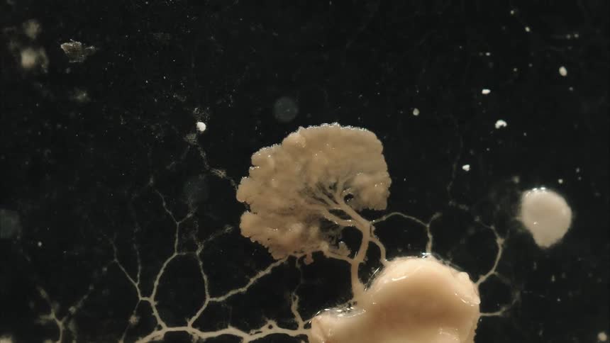 A camera zooms out as a fungus grows and spreads on a black background
