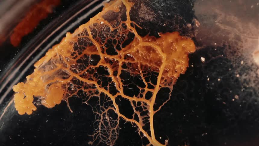 A Last of Us like fungus grows quickly against a dark surface
