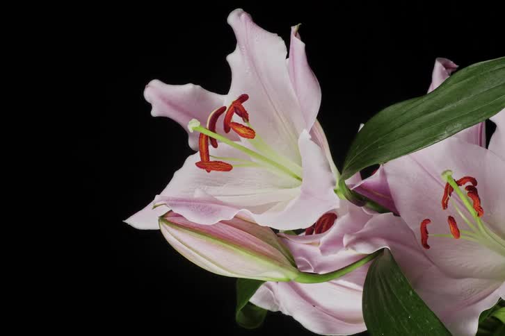 Light shines on flowers as petals move and they open
