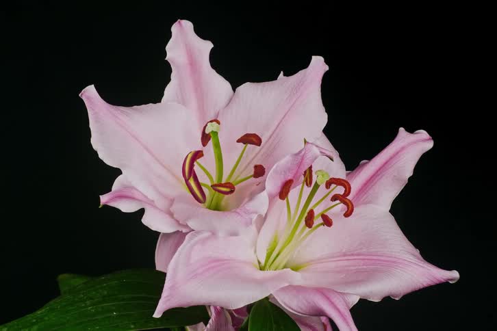 Pale pink flowers continue to open against a dark background