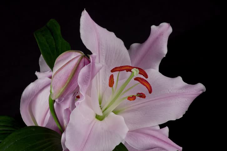 Pale purple flower on plant in dark area finishes opening