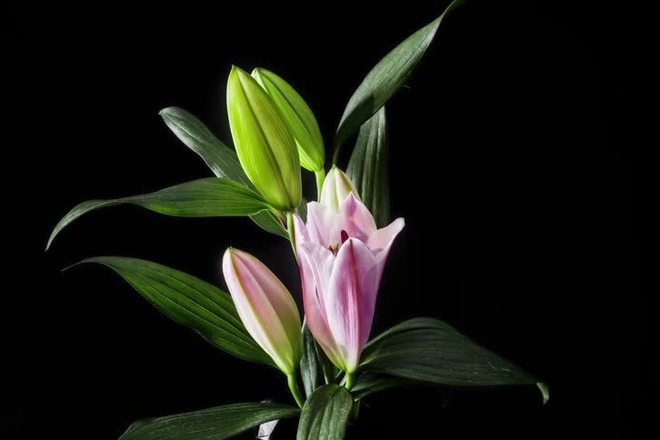 Flower opening on a black background