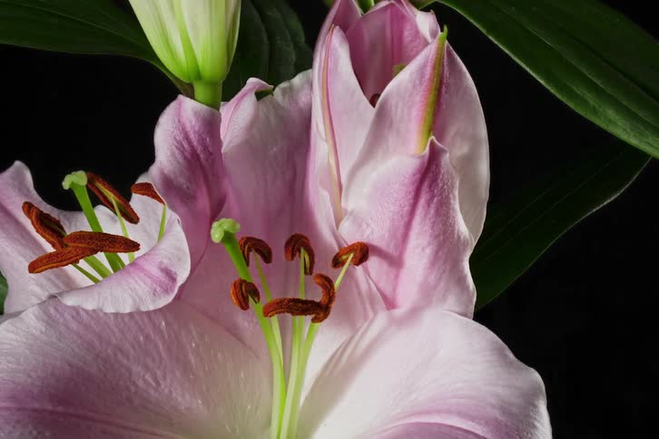 Light shine on orchids as they open in a dark place