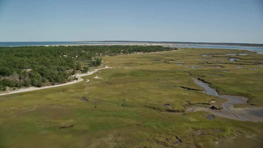 Birds fly over coastal marsh bordering forest on clear day