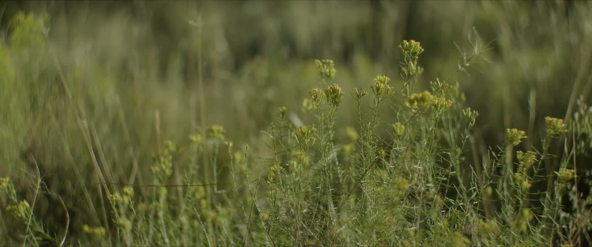 Yellow wildflowers surrounded by grass
