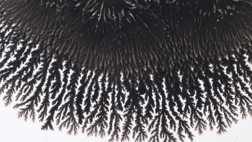 Abstract black ink fluid on a white background creating rootlike patterns