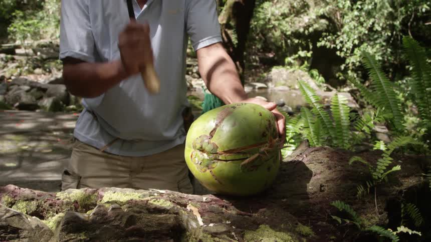 A man is using a machete to cut a large coconut
