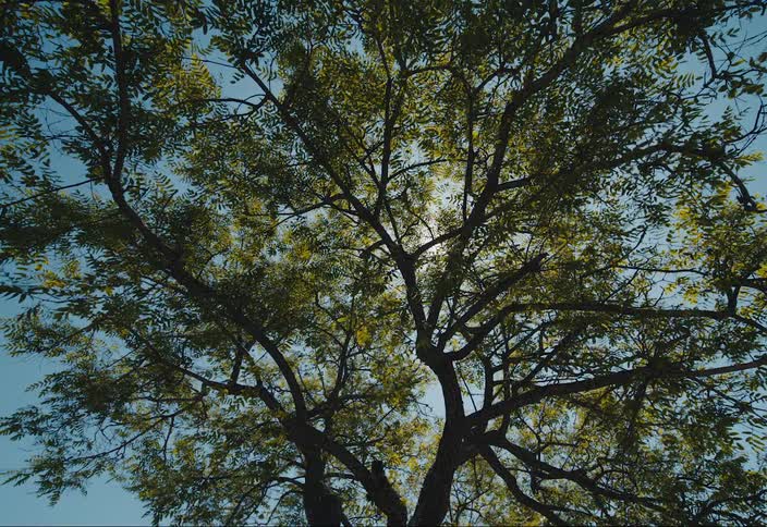 The suns rays filter through the tree branches which sway gently in the wind