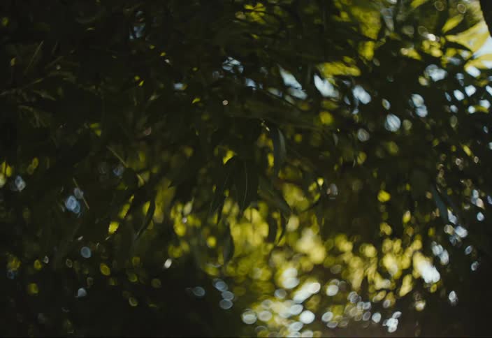 Closeup of tree leaves with sunlight reflecting on them