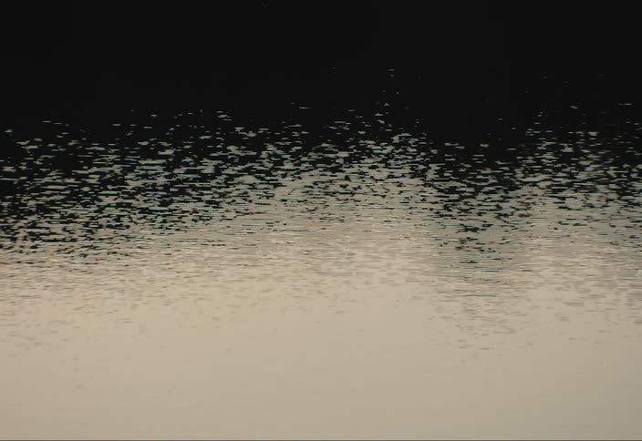 View of tree reflections in a calm river