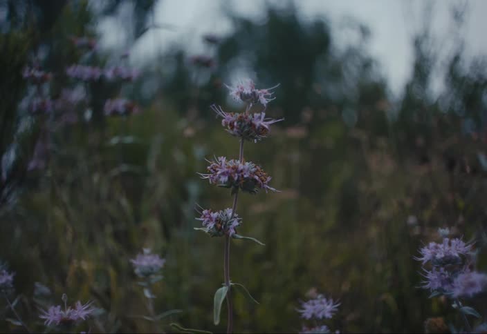 Lavender flowers in a field