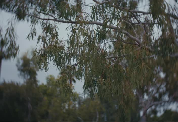 View of trees with branches and leaves swaying in the gentle breeze