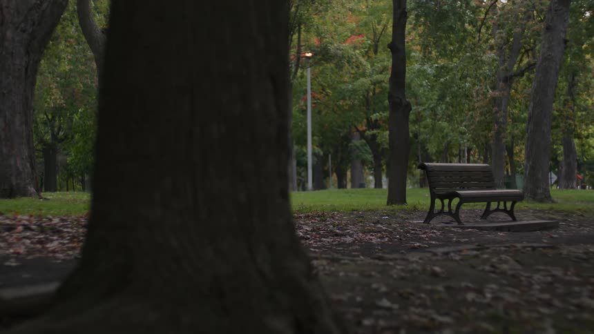 An empty bench sits among trees in a park as people walk in the distance and a squirrel runs up a tree