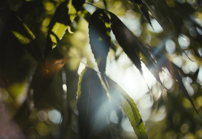 The sun shines through green leaves in the forest