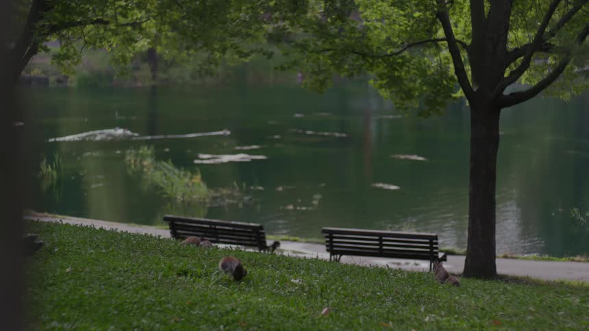 Squirrels move through park grass near benches facing water with paddling birds