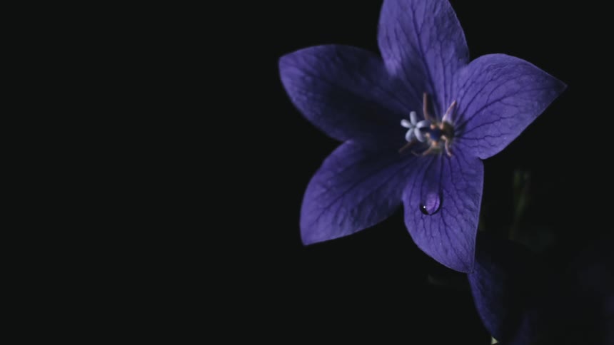 Closeup shot of a platycodon grandiflorus with a single dew droplet delicately sliding downward on its petal