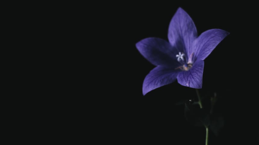 A purple flower on a black background