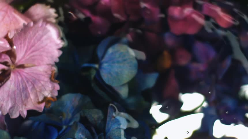 Close up of pink blue and red flowers in water