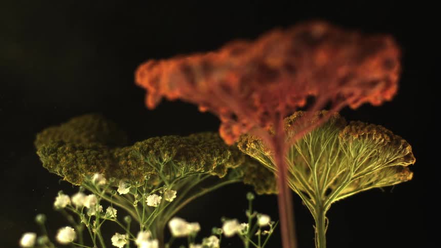 Flowering plants contrast with surrounding darkness