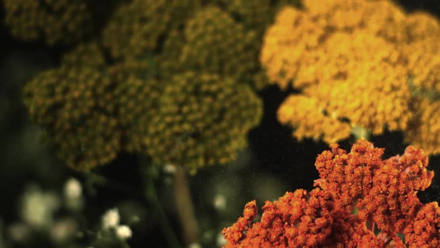 The plants are different colors