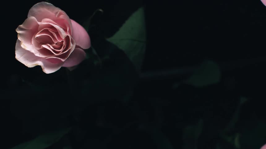 A pink rose floats in the darkness