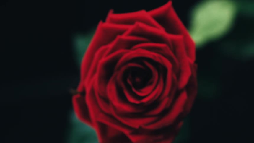 Focusing on a red rose in the darkness
