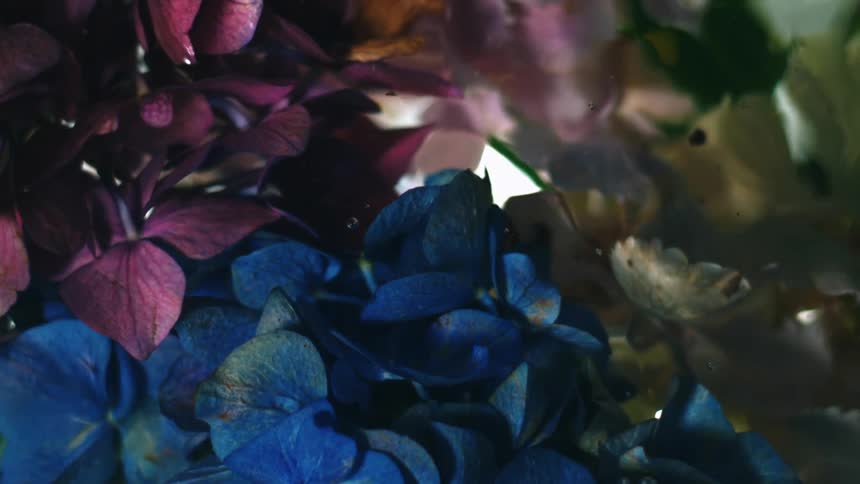 Colored flowers are floating in the water