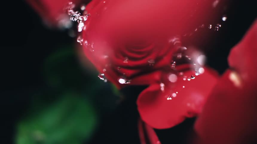 A red rose falls from above and splashed into clear water