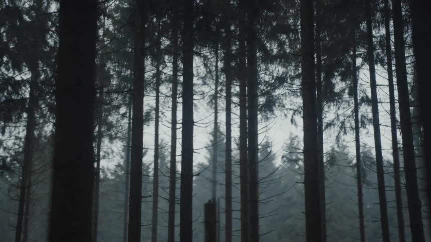 Fog covers conifer forest on slope