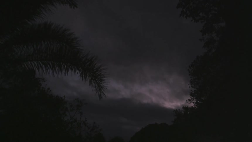 Palm trees on a cloudy dark night