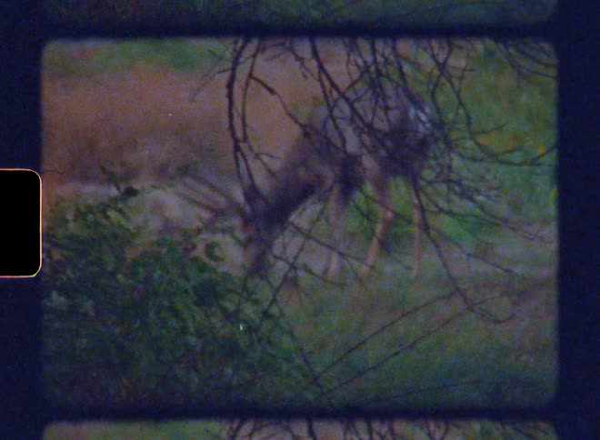 A deer eating grass at midday